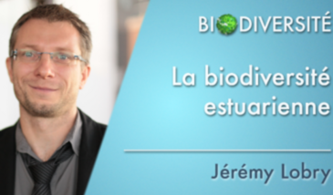 La biodiversité estuarienne