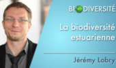 La biodiversité estuarienne