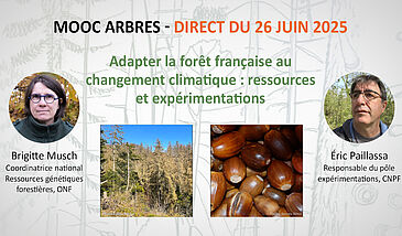 Adapter la forêt française au changement climatique : ressources et expérimentations