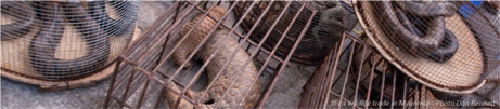 Illicit wildlife trade in Myanmar - Photo Dan Bennett