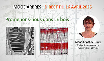 Promenons-nous dans LE bois