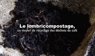 Le lombricompostage, un moyen de recyclage des déchets du café