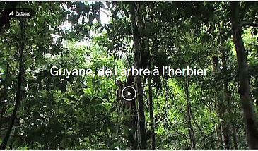 Guyane, de l'arbre à l'herbier
