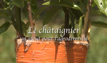 Le châtaignier, un atout pour l'agrodiversité