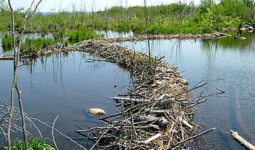 Les bases écologiques de l'ingénierie écologique (9 vidéos)