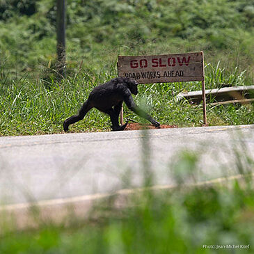 4. Les coronavirus humains et les primates non humains