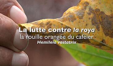 La lutte contre la rouille orangée du caféier, Hemileia vastatrix - Bonus 2