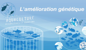 L'amélioration génétique