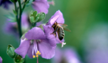 La disparition des abeilles : l'effet des faibles doses d'insecticide (Étude argumentation - Grain 1)