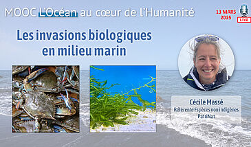 Les invasions biologiques en milieu marin