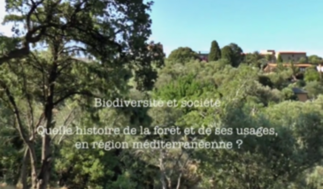 Série EcoMedit n°19A : Biodiversité et société - Quelle histoire de la forêt et de ses usages, en région méditerranéenne ?