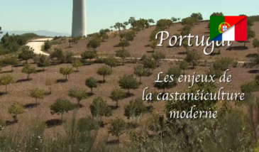 Le châtaignier, pays et terroirs européens - Portugal, les enjeux de la castanéiculture moderne