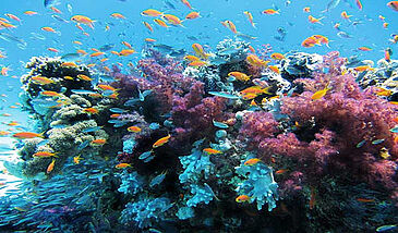 La diversité des espèces : les milieux marins