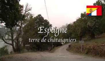 Le châtaignier, pays et terroirs européens - Espagne, terre de châtaigniers