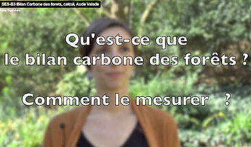 Qu’est-ce que le bilan carbone des forêts ? Comment le mesurer ?