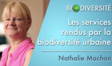 Les services rendus par la biodiversité urbaine