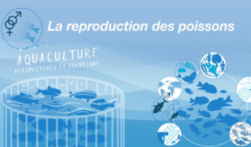 La reproduction des poissons, les élevages monosexes et poissons stériles