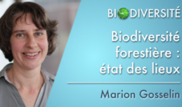 Biodiversité forestière : état des lieux