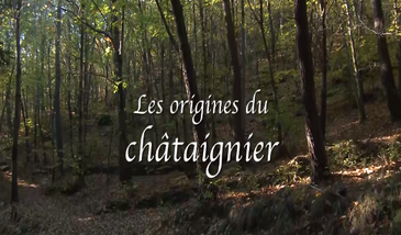 Les origines du châtaignier