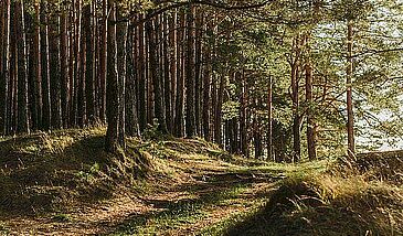 Forêts et autres habitats terrestres (semi)naturels