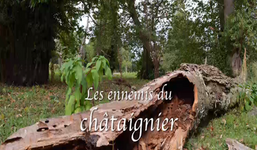 Les ennemis du châtaignier