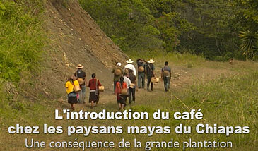 L’introduction du café chez les paysans mayas du Chiapas, une conséquence de la grande plantation