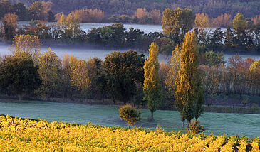 La vigne : ressource et patrimoine