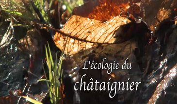 L'écologie du châtaignier