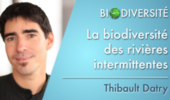 La biodiversité des rivières intermittentes