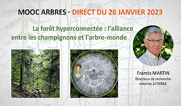La forêt hyperconnectée : l'alliance entre les champignons et l'arbre-monde