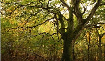 Structure et fonctionnement de l'arbre