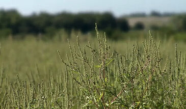 Invasive et allergisante, l'ambroisie est en pleine expansion