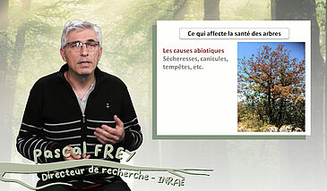 Les maladies des arbres