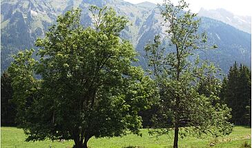 L'arbre dans l'espace