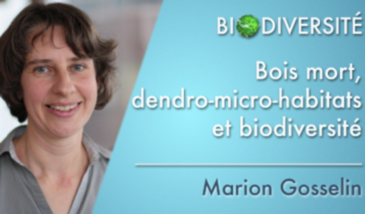 Bois mort, dendro-micro-habitats et biodiversité