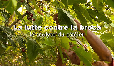 La lutte contre la broca, le scolyte du caféier, Hypotenemus hampei