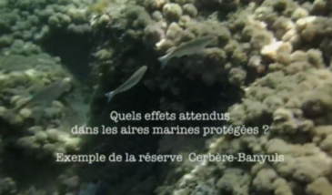 Série EcoMedit n°31 : Quels effets sont attendus dans les aires marines protégées ? Exemple de la réserve marine de Cerbère-Banyuls