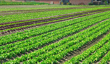 Utilisation des plantes de services en cultures maraîchères (Systèmes horticoles - Grain 5)