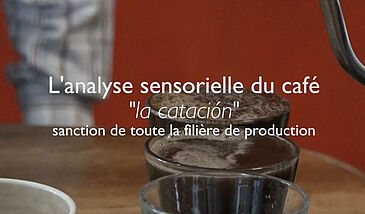 L’analyse sensorielle du café, la cérémonie du « catador »