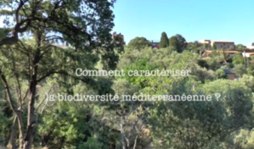 Série EcoMedit n°1 : Comment caractériser la biodiversité méditerranéenne ?