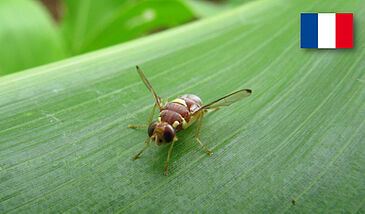 Lutte biologique, introduction - acclimatation d'insectes auxiliaires (Module IBAR - Grain n°2)