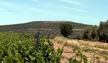 Mutations des terroirs viticoles dans le Sud-Ouest Européen (9 vidéos)