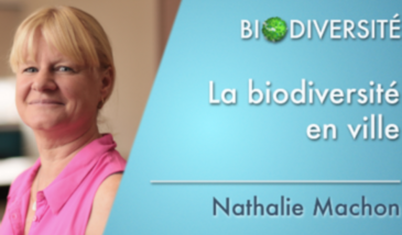 La biodiversité en ville