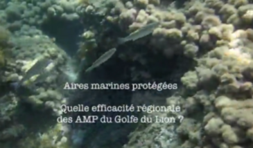 Série EcoMedit n°32 : Quelle efficacité régionale des aires marines protégées du Golfe du Lion ?