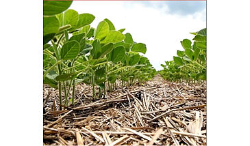 Stratégies agronomiques et forestières