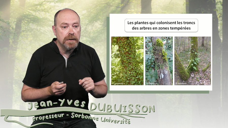 L’arbre, support de vie
